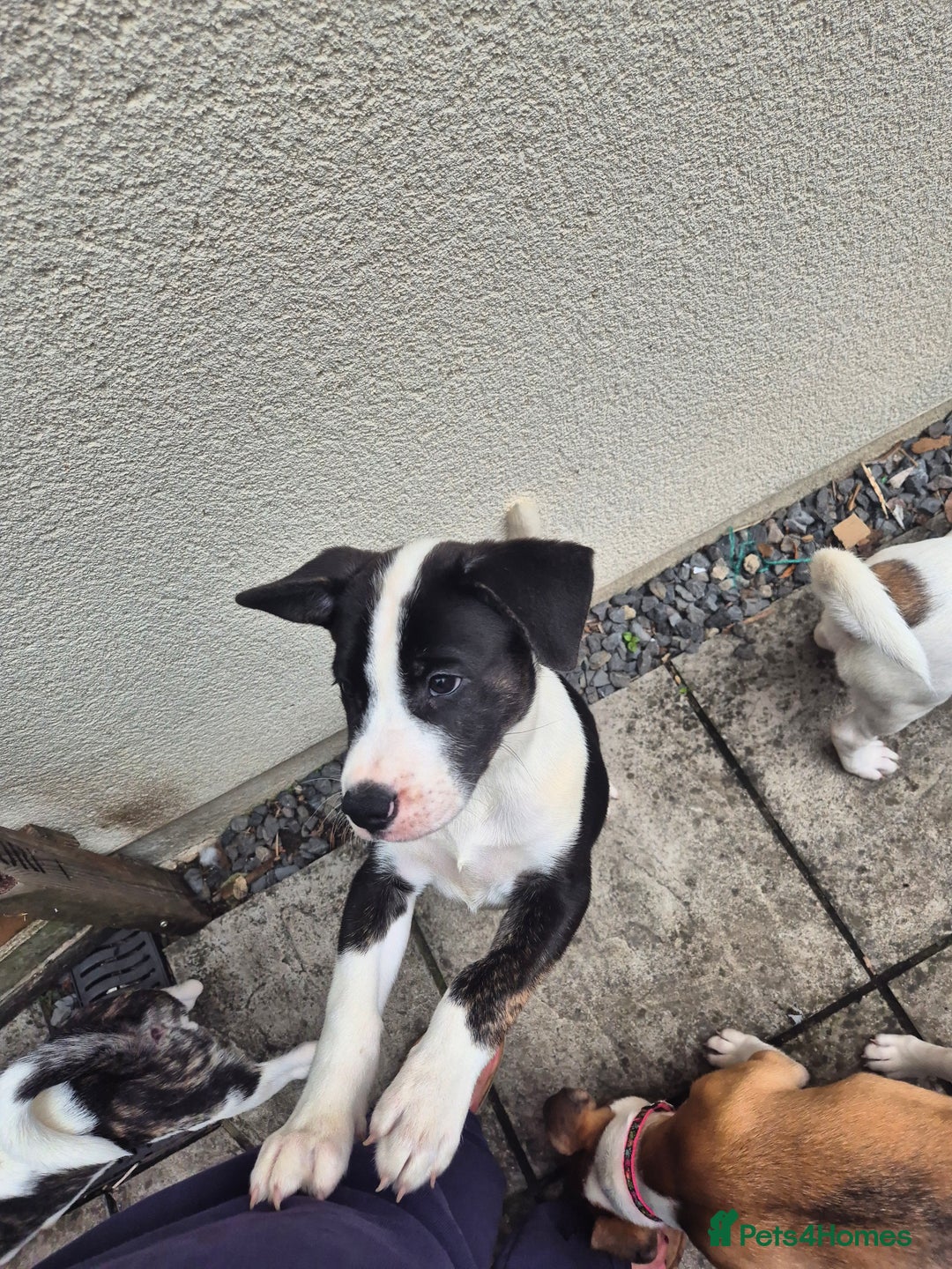 Mixed Breed dogs for sale: 🐶 Staffy x Japanese Akita Puppies 🐶 in Weston-super-Mare - Image 14