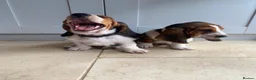 Basset Hound dogs for sale: Basset Hound Puppies - Advert 3