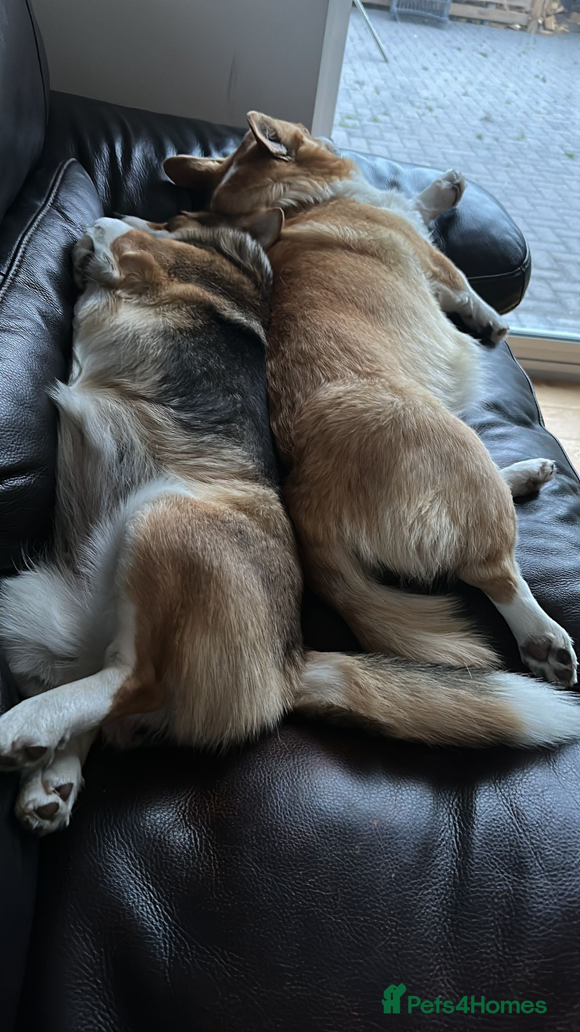 Welsh Corgi Pembroke dogs Julie & John are looking for their best home ever - Advert 1