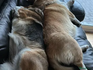 Welsh Corgi Pembroke dogs Julie & John are looking for their best home ever - Advert 1