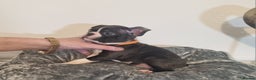 Boston Terrier dogs for sale: Boston Terrier Puppies  - Advert 26