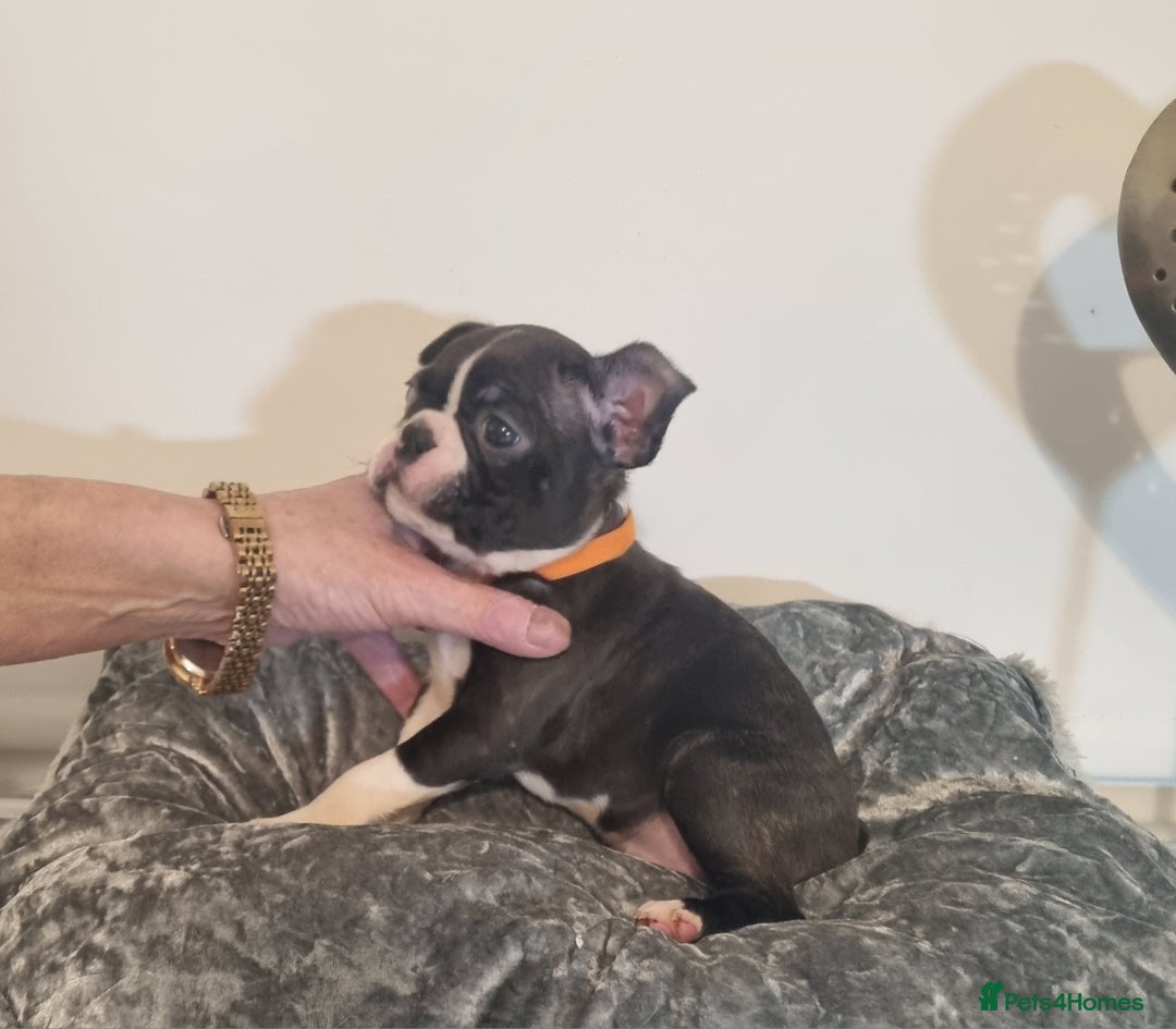 Boston Terrier dogs for sale: Boston Terrier Puppies  - Advert 26