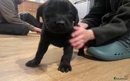 Springador dogs for sale: Springador pups - Image 3