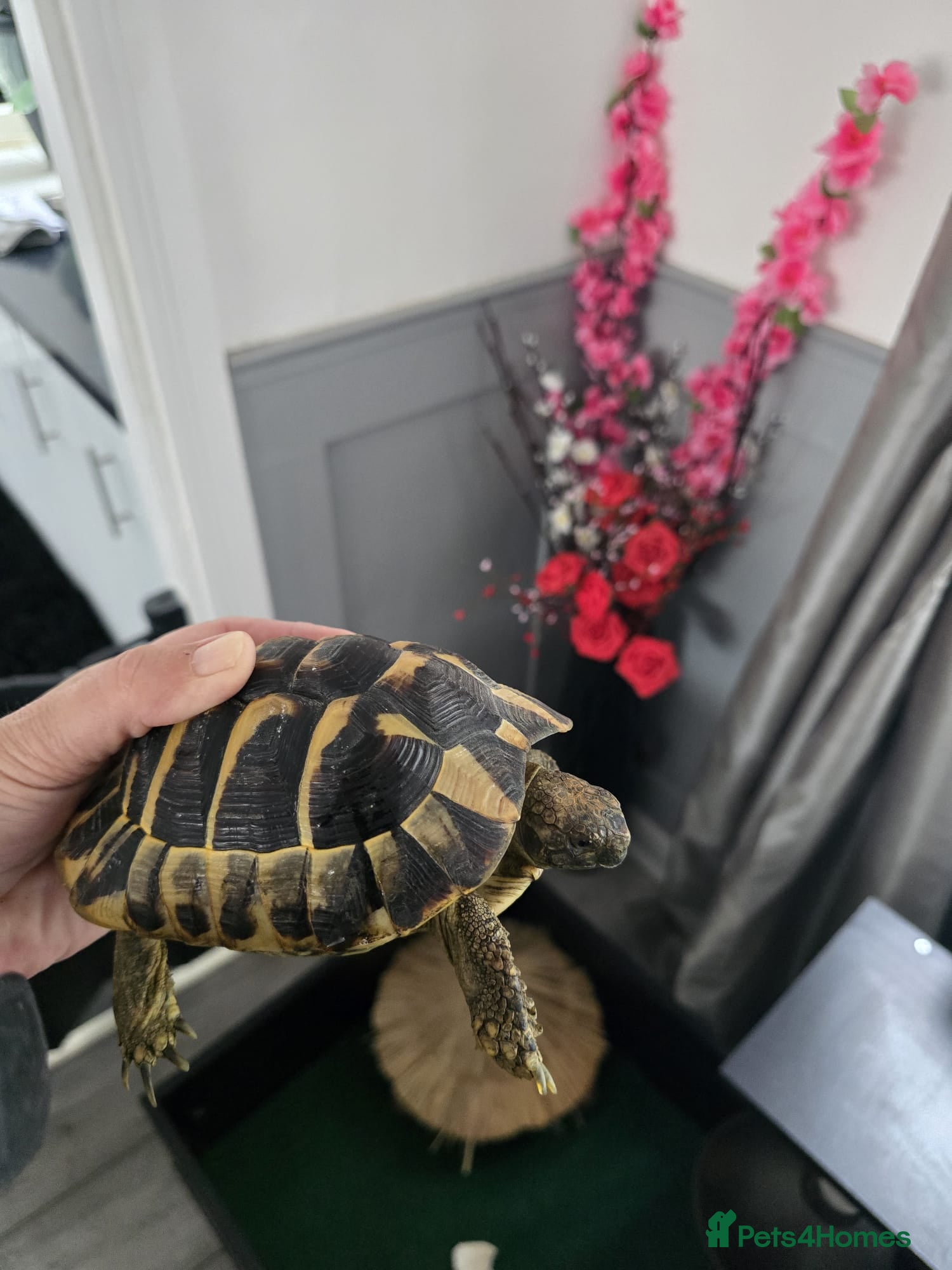 Hermann Tortoise reptiles Hermman tortoise for sale with table  - Advert 1