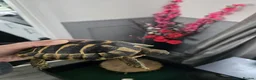 Hermann Tortoise reptiles for sale: Hermman tortoise for sale with table  in Erith - Advert 1