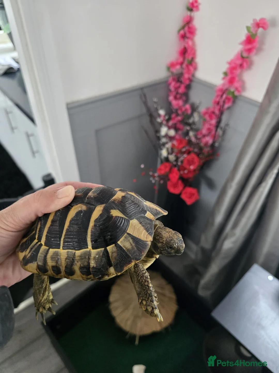 Hermann Tortoise reptiles for sale: Hermman tortoise for sale with table  in Erith - Advert 1