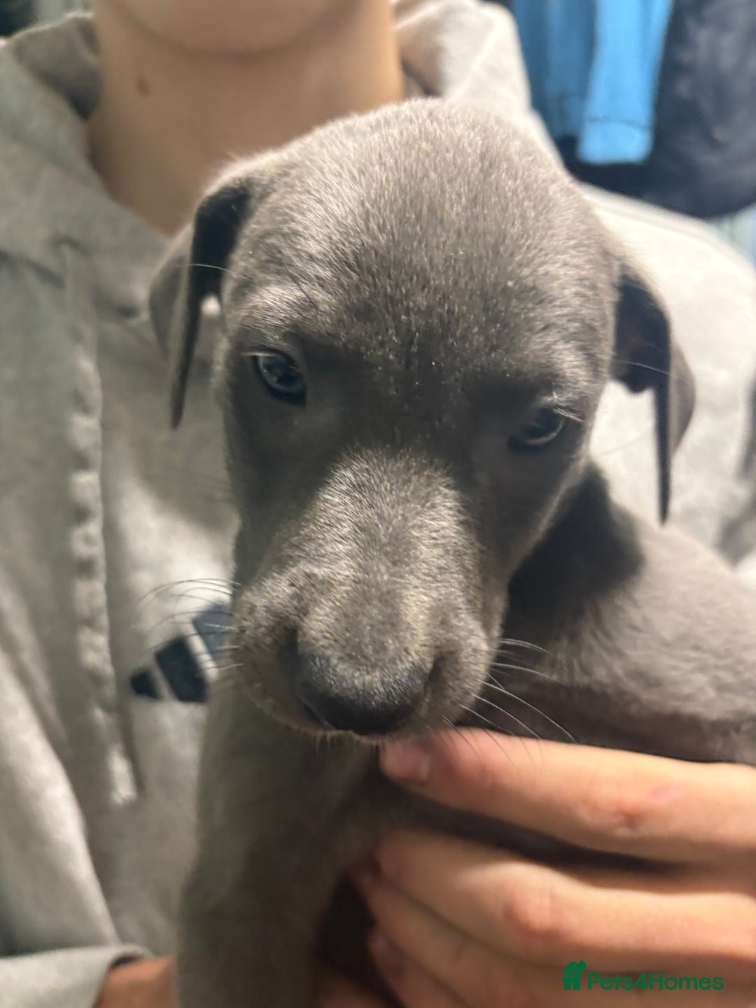 Mixed Breed dogs for sale: 6 whippet x lurcher - Advert 17