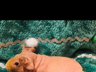 Guinea Pig rodents 🌟🐹 1 Boar and 1 Sow left! 🐹🌟 - Advert 11