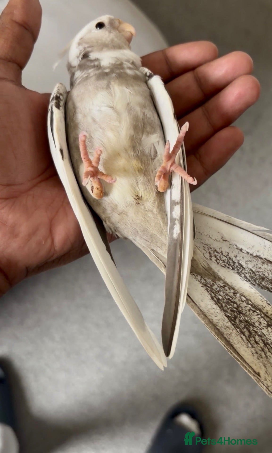 Cockatiels birds Hand Reared White Pied Baby Cockatiel - Advert 1