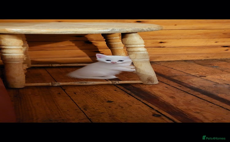 British Shorthair cats - Advert 1