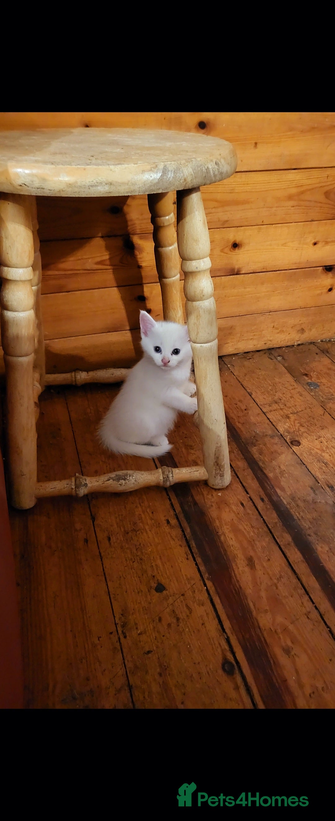 British Shorthair cats for sale: Lovely kittens so playfull  - Image 1