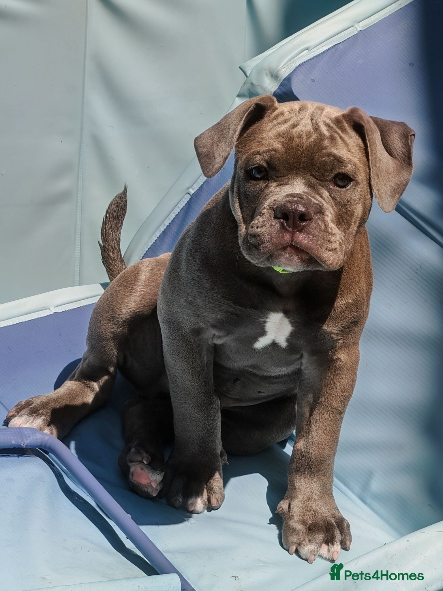 Dorset Olde Tyme Bulldogge dogs Old tyme bulldog puppies  - Advert 4