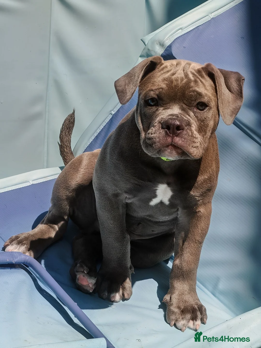 Dorset Olde Tyme Bulldogge dogs for sale: Old tyme bulldog puppies  - Advert 2