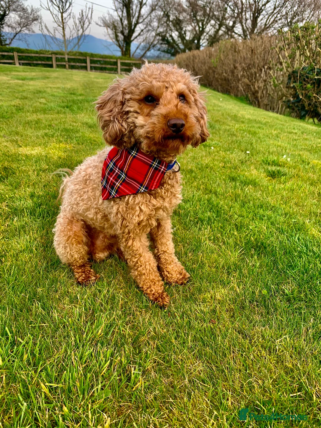 Bordoodle dogs for sale: Borderdoodle Puppies - Advert 2