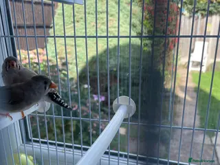 Finches birds Two Pairs of This Summers Zebra Finches - Advert 14