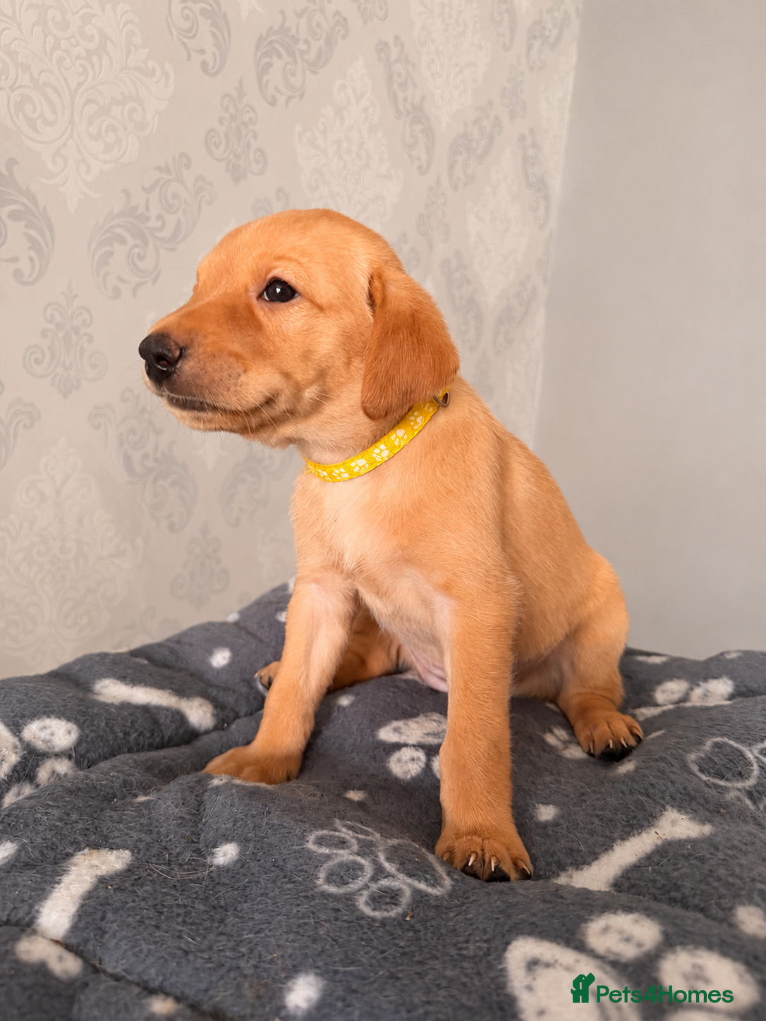Labrador Retriever dogs FTCH KC Registered  - Advert 2