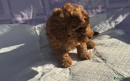 Cockapoo dogs for sale: Gorgeous Cockerpoo F1b - Image 25