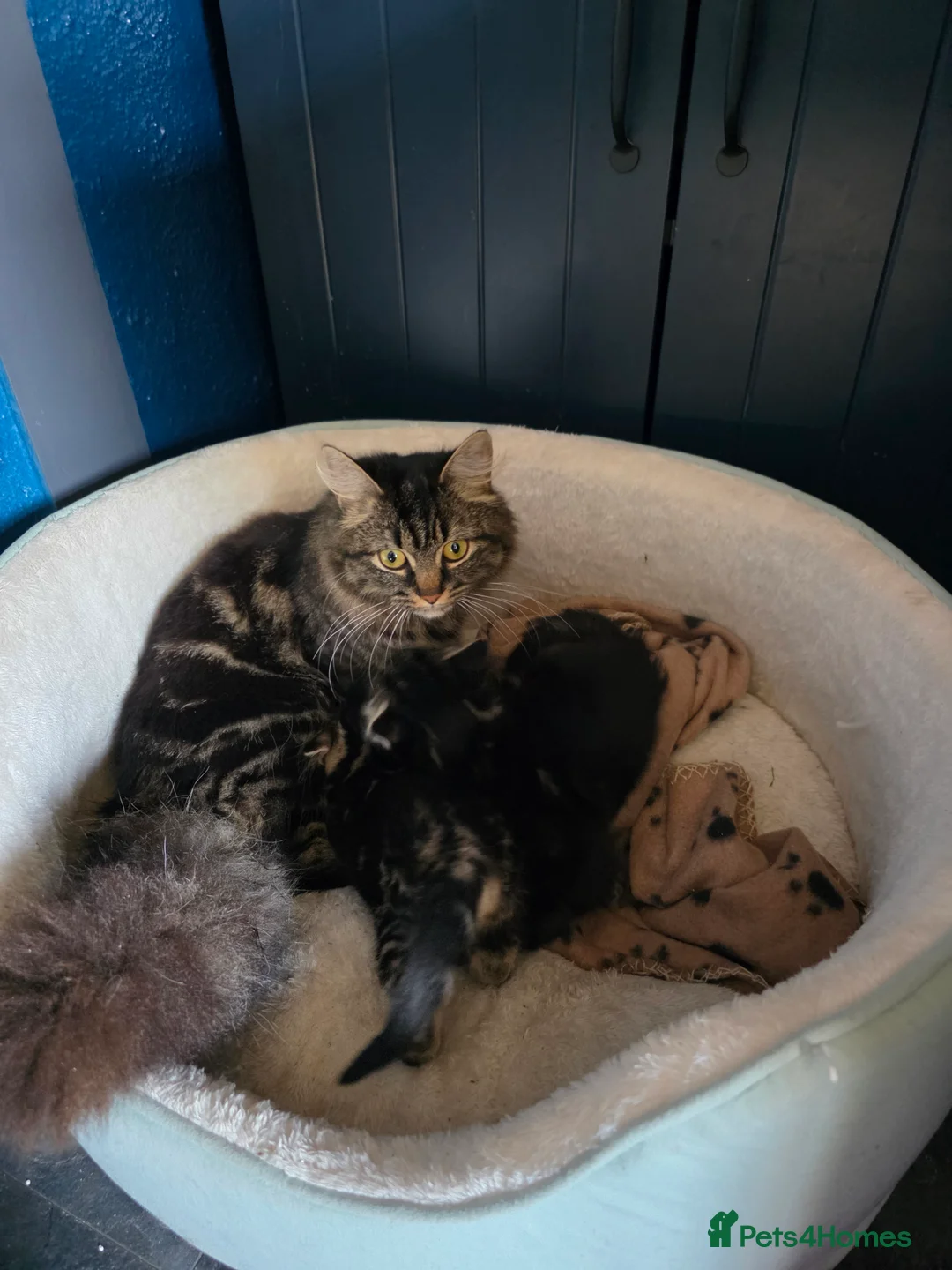 Mixed Breed cats for sale: Gorgeous maincoon cross babies for sale  in Hungerford - Advert 2