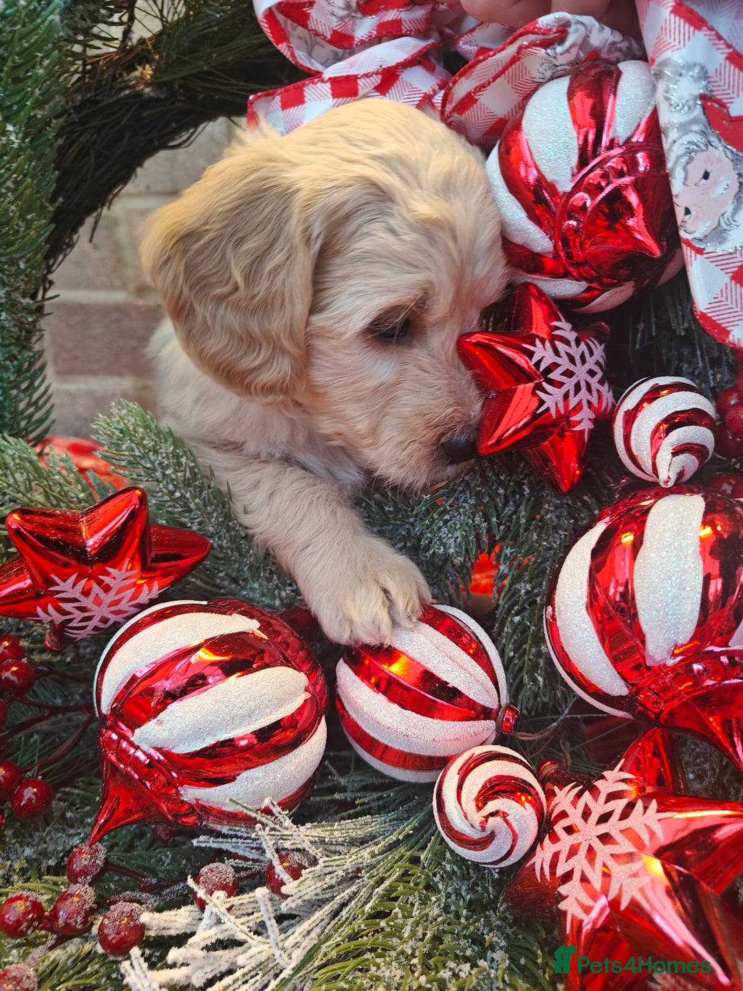Mini Goldendoodle dogs for sale: *REDUCED* Adorable Red & Apricot Goldendoodles - Advert 8