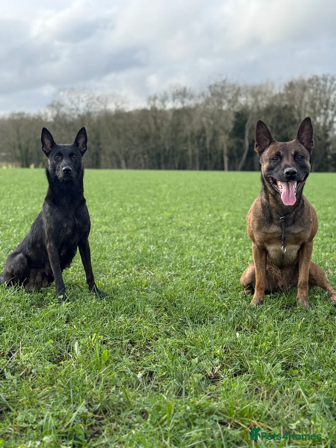 Belgian Shepherd Dog dogs for sale: Dutch Herder pups available!!  - Advert 2