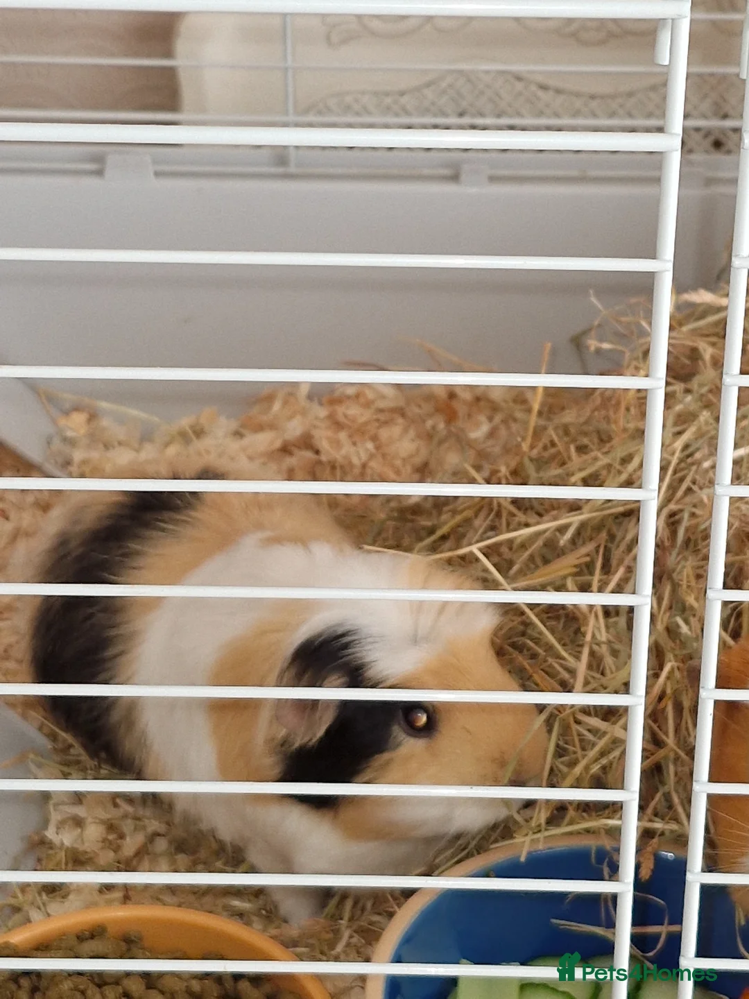 Guinea Pig rodents for sale: 2 females & complete set up for sale  in Neath - Advert 3