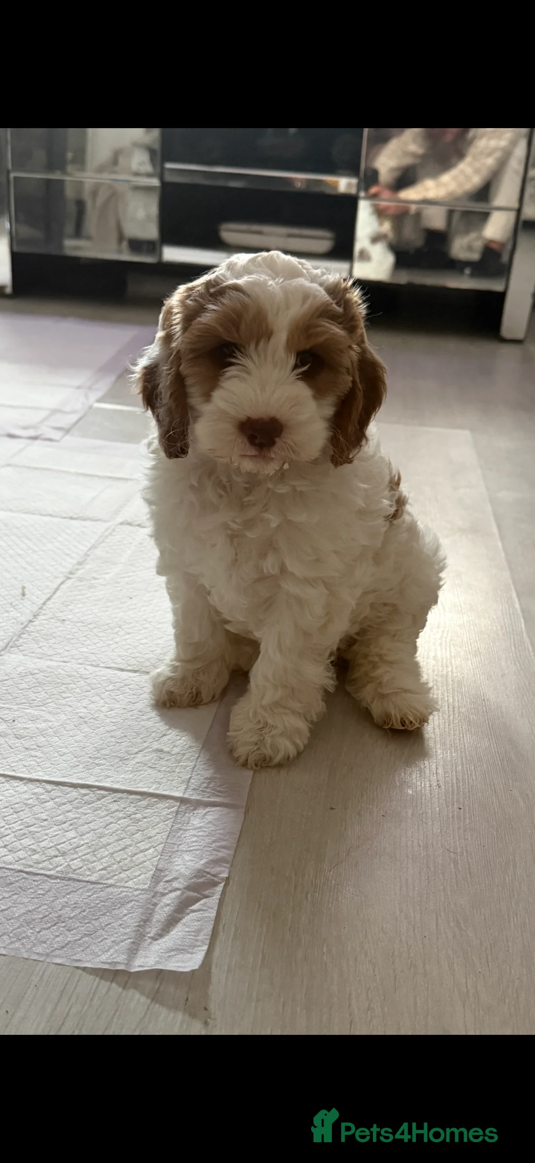 Cockapoo dogs for sale: 4 Adorable F2 Cockapoo puppies - 2 REMAINING! - Advert 4