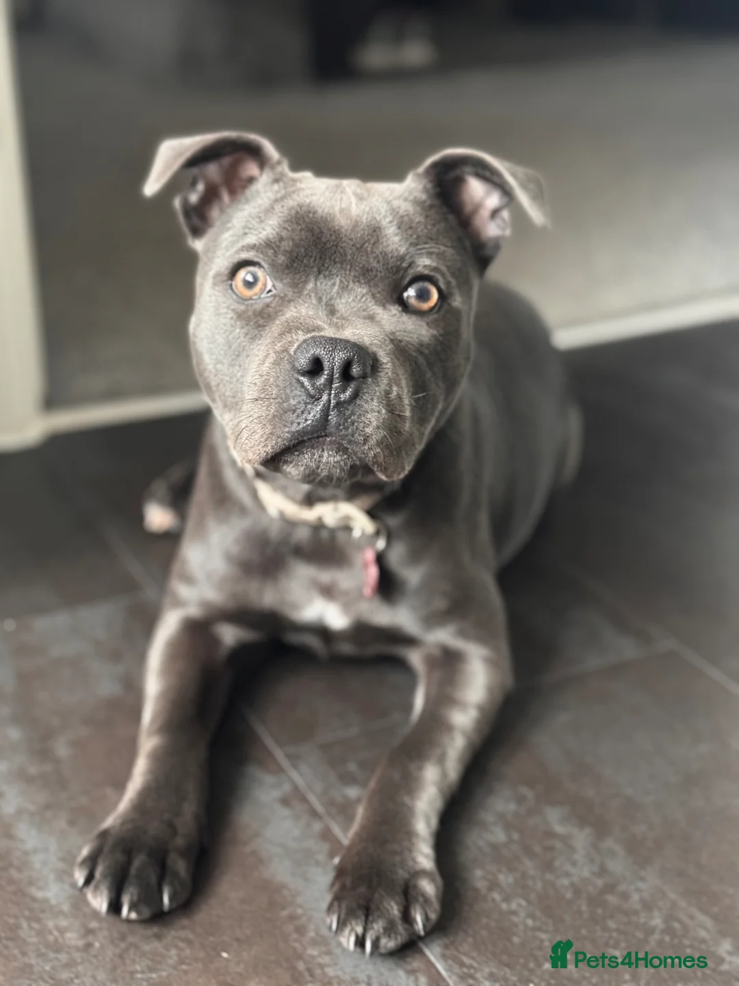 Staffordshire Bull Terrier dogs for sale: Lovely Blue Staff - Luna💖 in Bristol - Advert 2