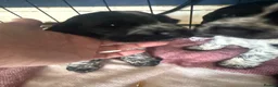 Cocker Spaniel dogs for sale: Beautiful blue roan cocker spaniel show puppies  - Advert 24