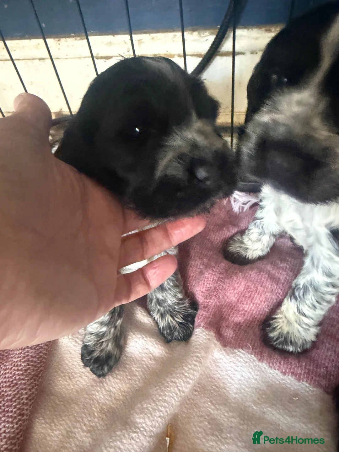 Cocker Spaniel dogs for sale: Beautiful blue roan cocker spaniel show puppies  - Advert 24