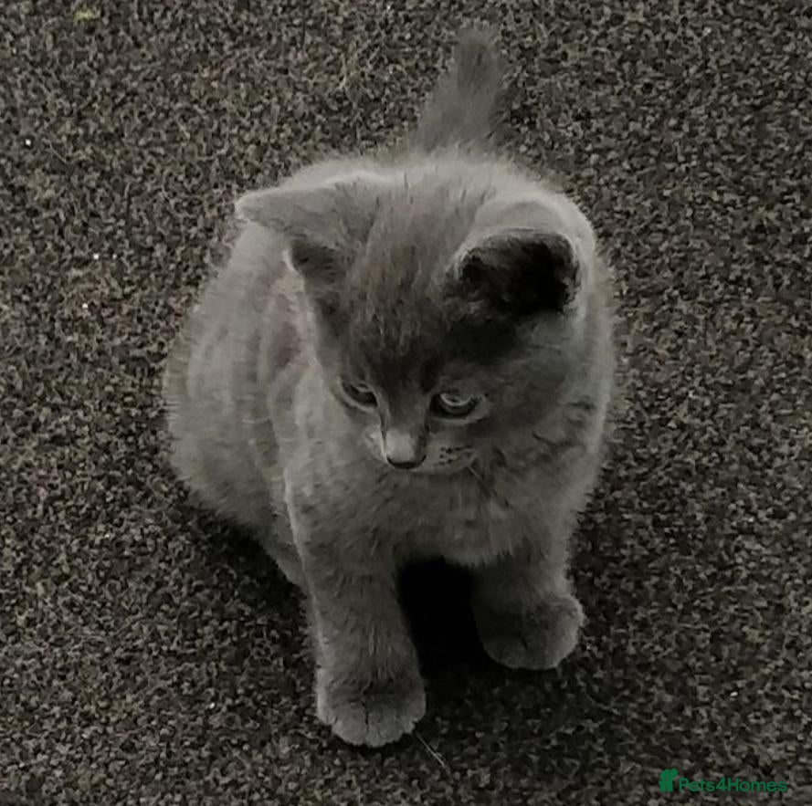 Russian Blue cats for sale: BEAUTIFUL GENTLE RUSSIAN BLUE KITTENS 8 WEEKS OLD - Advert 2