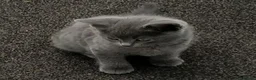 Russian Blue cats for sale: BEAUTIFUL GENTLE RUSSIAN BLUE KITTENS 8 WEEKS OLD - Advert 2