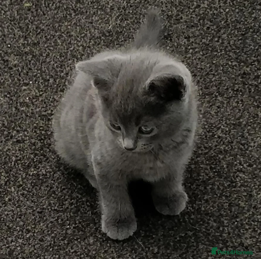 Russian Blue cats for sale: BEAUTIFUL GENTLE RUSSIAN BLUE KITTENS 8 WEEKS OLD - Advert 2