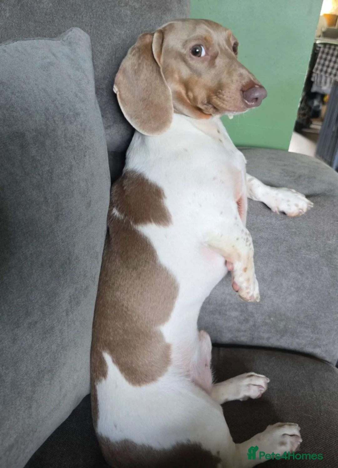 Miniature Dachshund dogs for stud: Isabella & Tan Piebald Miniature Dachshund STUD in Newport - Advert 1