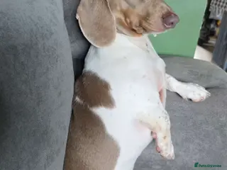 Miniature Dachshund dogs Isabella & Tan Piebald Miniature Dachshund STUD - Advert 10