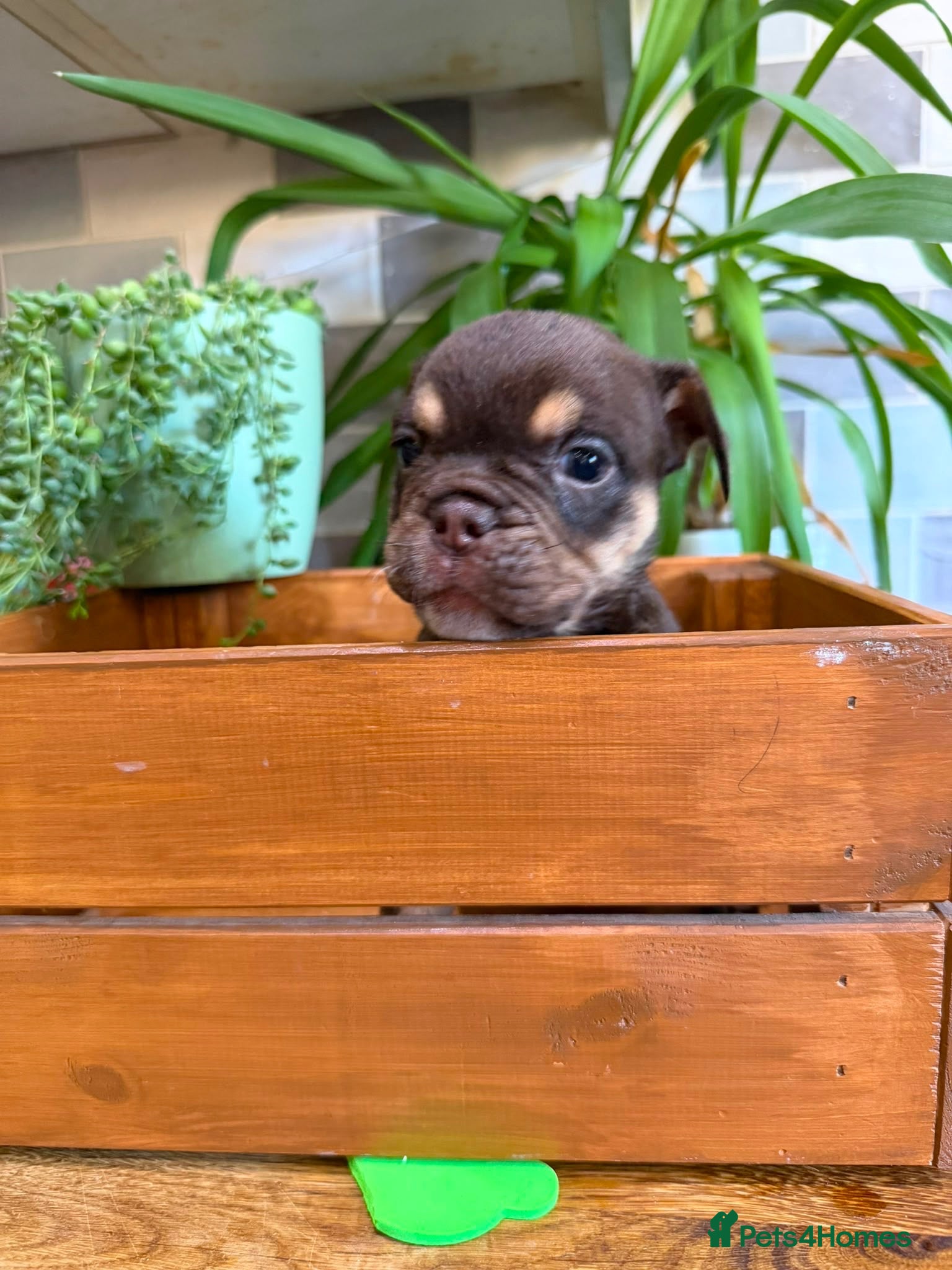 English Bulldog dogs Fabulous Colours Healthy Happy Bulldog Puppies  - Advert 1