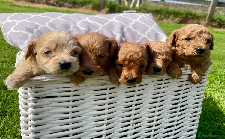 Maltipoo dogs - Advert 2