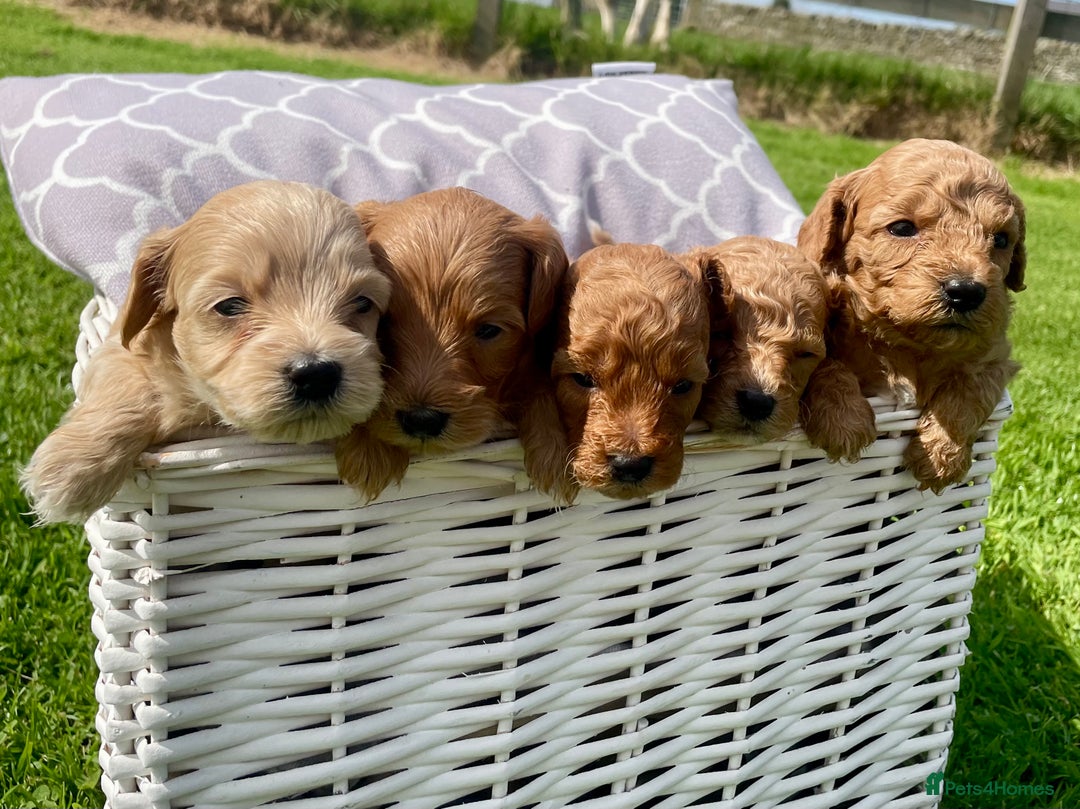 Maltipoo dogs for sale: Adorable F1b Maltipoo Puppies 4 Boys Available 🐾 - Image 2