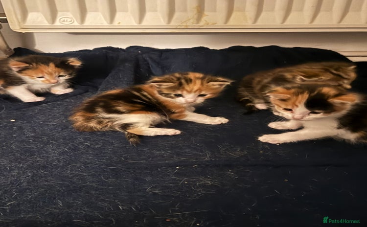Domestic Shorthair cats - Advert 5