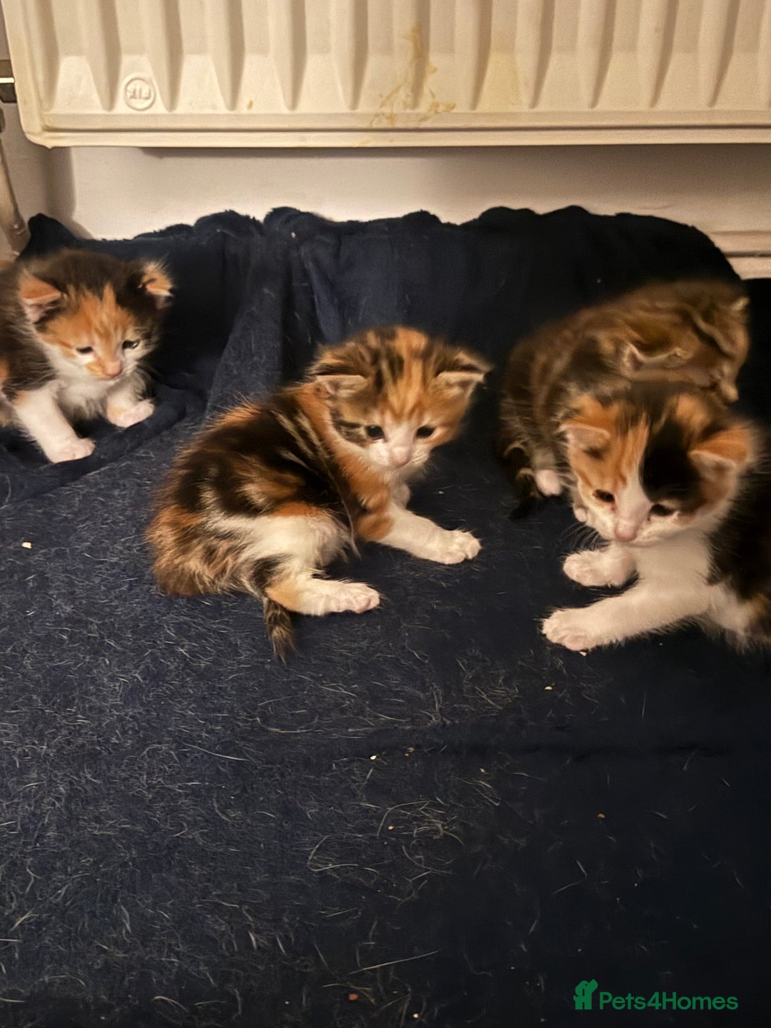 Domestic Shorthair cats for sale: 3 kittens to go  - Image 1