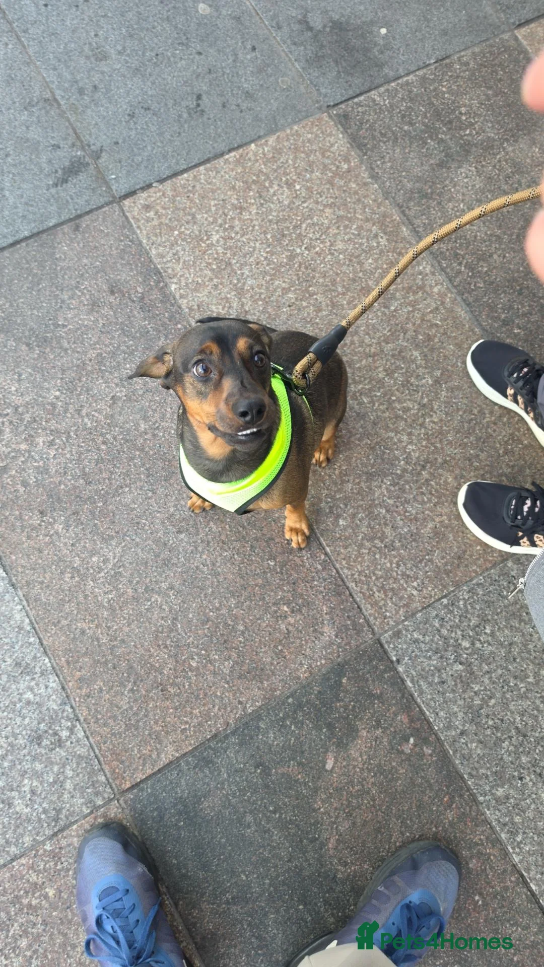 Mixed Breed dogs for sale: 9 month old boy in Exeter - Advert 2