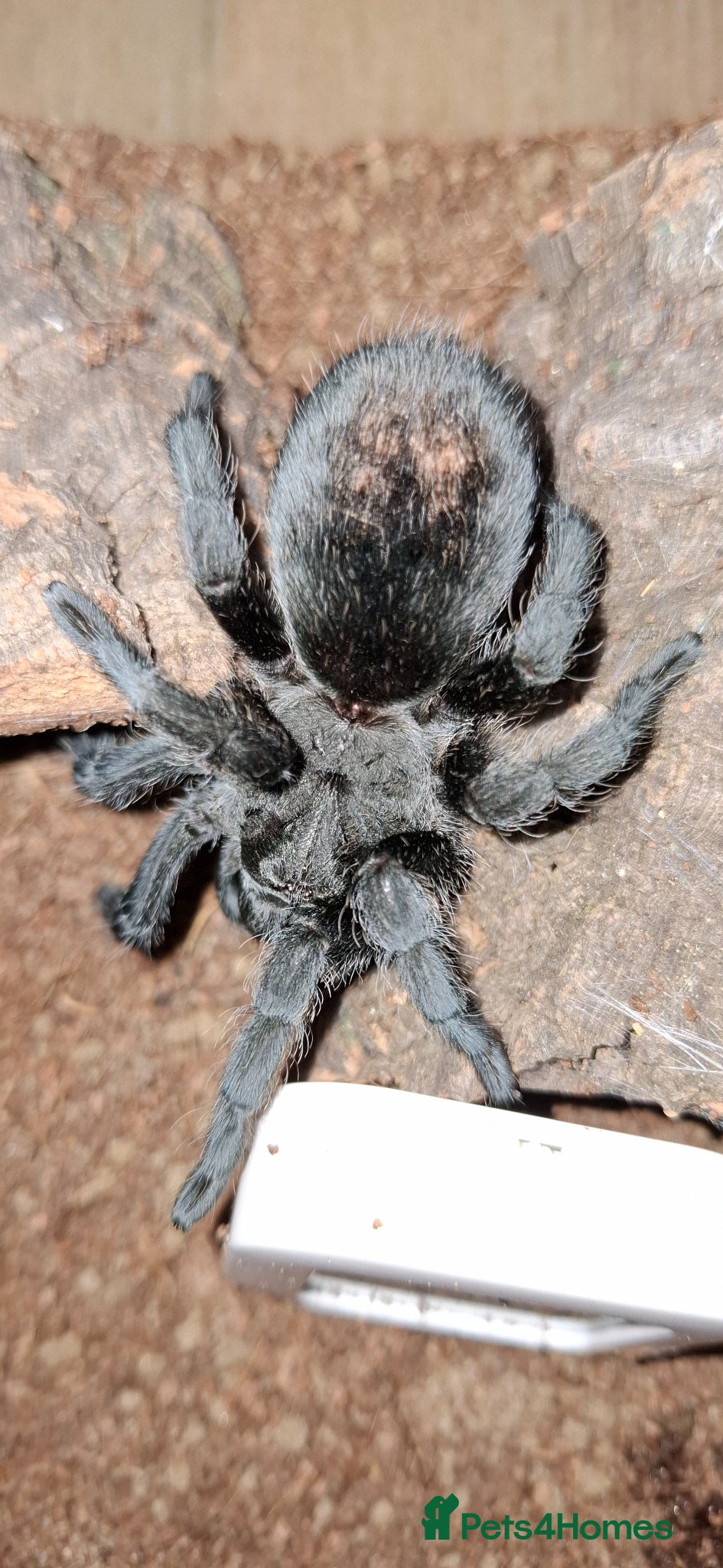 Tarantulas invertebrates Tarantula Grammostola pulchra Brazilian black - Advert 1
