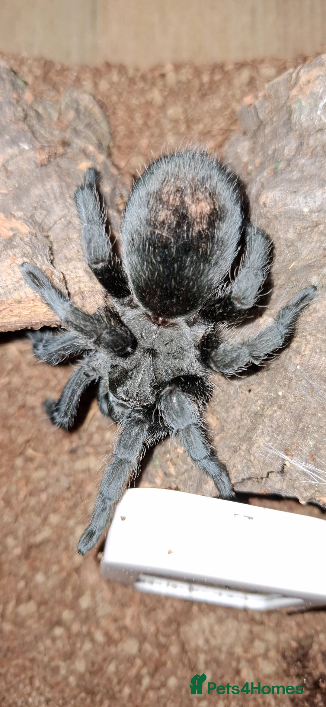 Tarantulas invertebrates for sale: Tarantula Grammostola pulchra Brazilian black - Advert 1