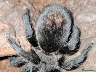Tarantulas invertebrates Tarantula Grammostola pulchra Brazilian black - Advert 3