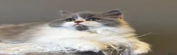 British Longhair cats for sale: **Only 2 Remaining! GCCF British LH/SH Kittens ** - Advert 38