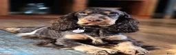 Cocker Spaniel dogs for sale: Show Type Chocolate Roan & tan female. 2 year old. - Advert 5