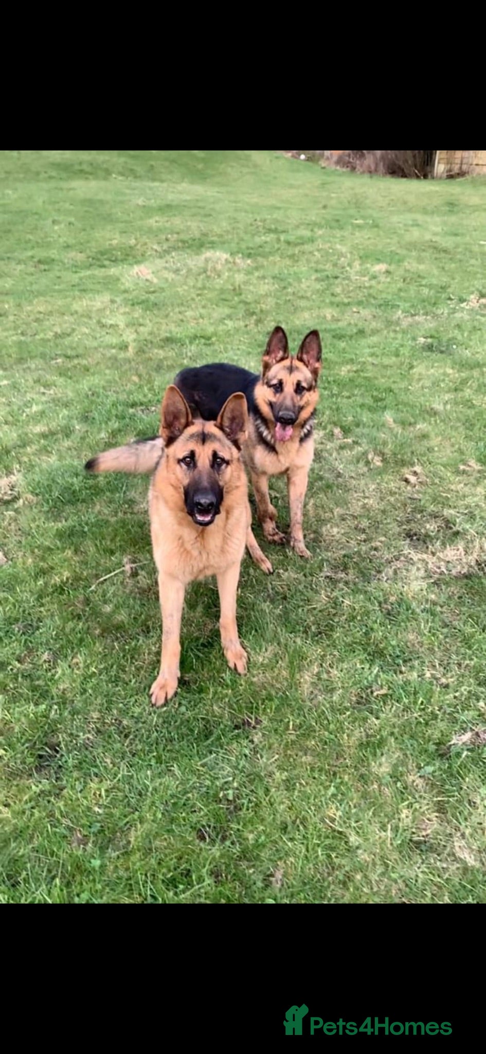 German Shepherd dogs 3 female German Shepard pups - Advert 1