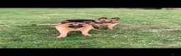 German Shepherd dogs for sale: 3 female German Shepard pups in Littleborough - Advert 1