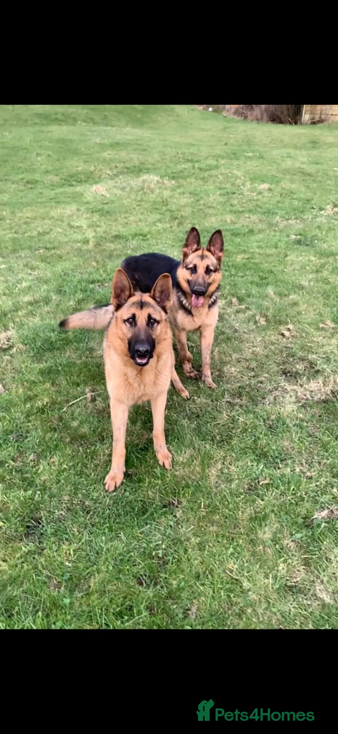 German Shepherd dogs for sale: 3 female German Shepard pups in Littleborough - Advert 1