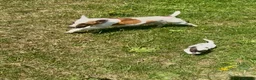 Jack Russell dogs for sale: Beautiful Jack Russell Pups Ready for Forever Home - Advert 29