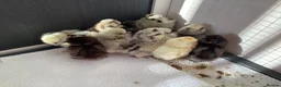 Chickens poultry for sale: Unsexed ,1 week old silkie chicks in Nottingham - Advert 1